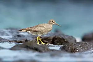 Tattlers: Wandering Tatler - in winter plumage, feeding on rocky shore