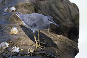Wandering: Wandering Tattler