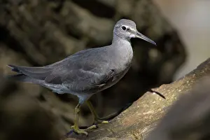Wandering: Wandering Tattler
