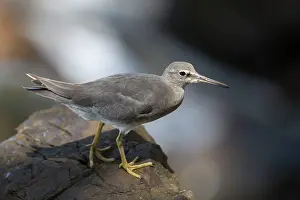 Wandering: Wandering Tattler