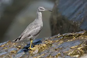 Wandering: Wandering Tattler