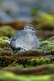 Wandering: Wandering Tattler