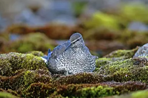 Wandering: Wandering Tattler
