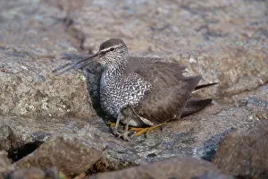 Wandering: Wandering Tattler with Chick