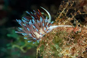 Wandering: Wandering thread snail (Cratena peregrina) Nudib