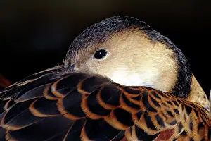 Arcuata: Wandering whistling-duck