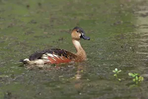 Arcuata: Wandering Whistling-Duck