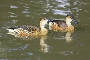Wandering: Wandering Whistling Duck
