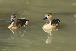 Wandering: Wandering Whistling Duck