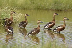 Arcuata: Wandering Whistling-Duck flock