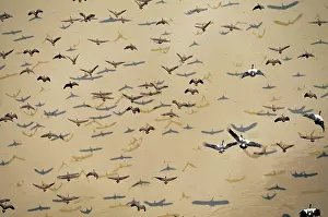 Arcuata: Wandering Whistling-Ducks / Water Whistle-duck