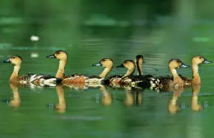 Arcuata: Wandering Whistling-Ducks / Water Whistle-duck