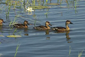 Billabongs: Wandering Whistling-Ducks / Water Whistle-duck