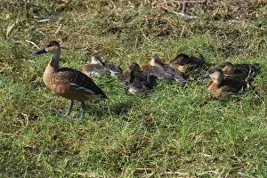 Billabongs: Wandering Whistling-Ducks / Water Whistle-duck