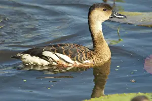 Billabongs: Wandering Whistling-Ducks / Water Whistle-duck