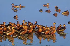 Arcuata: Wandering Whistling Ducks - Yellow Water