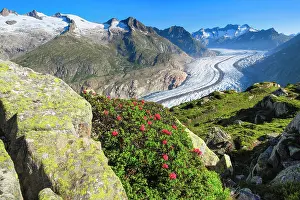 Alpenrose: Wannenhnrner and Aletsch glacier with alpine roses