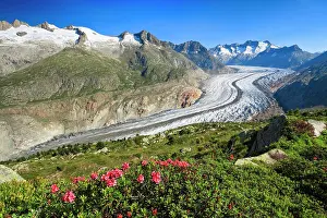 Alpenrose: Wannenhnrner and Aletsch glacier with alpine roses