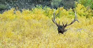 Service: Wapiti