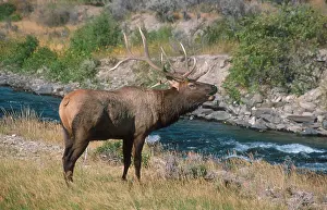 Wapiti: Wapiti (Cervus canadensis), bull calling, Madison