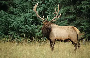 Wapiti: Wapiti or elk (Cervus canadensis), bull in rutting