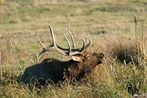 Wallow: Wapiti / Elk - male in wallow bugling