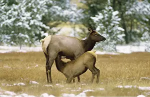 Wapiti: WAPITI / ELK - Mother and Calf