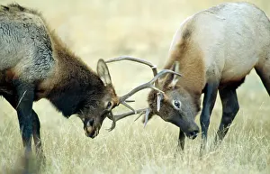 Wapitis: WAPITI / Elks fighting, locking antlers