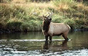 Wapiti: WAPITI - male bugling in river