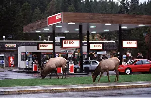 Wapiti: WAPITI - pair grazing at petrol station