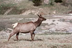 Wapiti: Wapiti / Rocky Mountain Elk