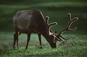 Wapiti: Wapiti / Rocky Mountain Elk - close-up grazing