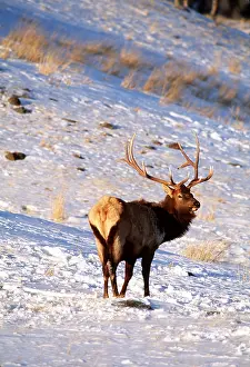 Wapiti: WAPITI - in snow