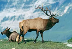 Wapitis: Wapitis / Elks - bull