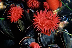 Auscape International: Waratah anemone - growing alongside a cluster of