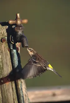 Parulidae: Warbler Drinking