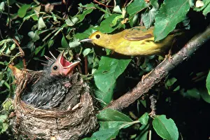 Parulidae: Warbler feeding Cowbird