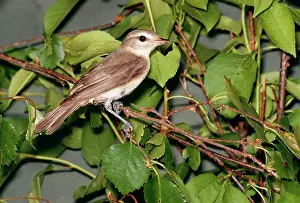 Vireos: WARBLING VIREO