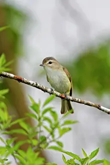 Vireos: Warbling Vireo