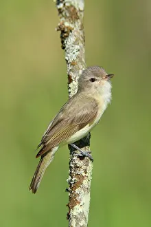 Vireos: Warbling Vireo