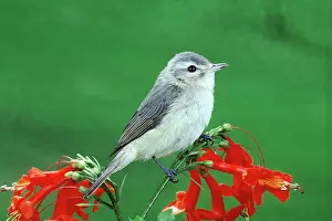Gilvus: Warbling Vireo