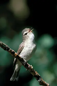 Sings: Warbling Vireo