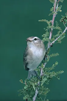 Gilvus: Warbling Vireo