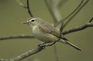 Gilvus: Warbling Vireo