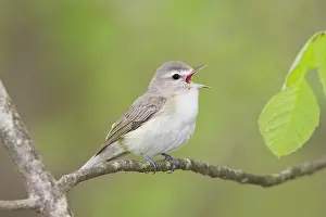 Vireos: Warbling Vireo - Singing