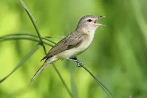 Vireos: Warbling Vireo - Singing