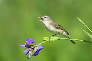 Vireos: Warbling Vireo - Singing