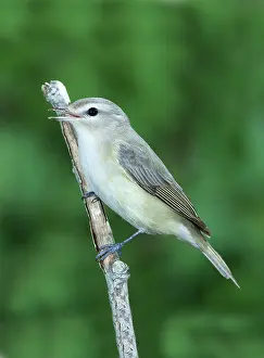 Gilvus: Warbling Vireo Singing