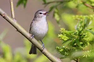 Willows: Warbling Vireo - singing on territory in Spring from willows