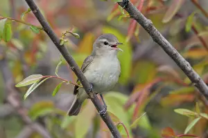 Vireos: Warbling Vireo, Vireo gilvus. Foraging and singing around a